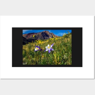 Blue Columbines in San Juan mountains Posters and Art